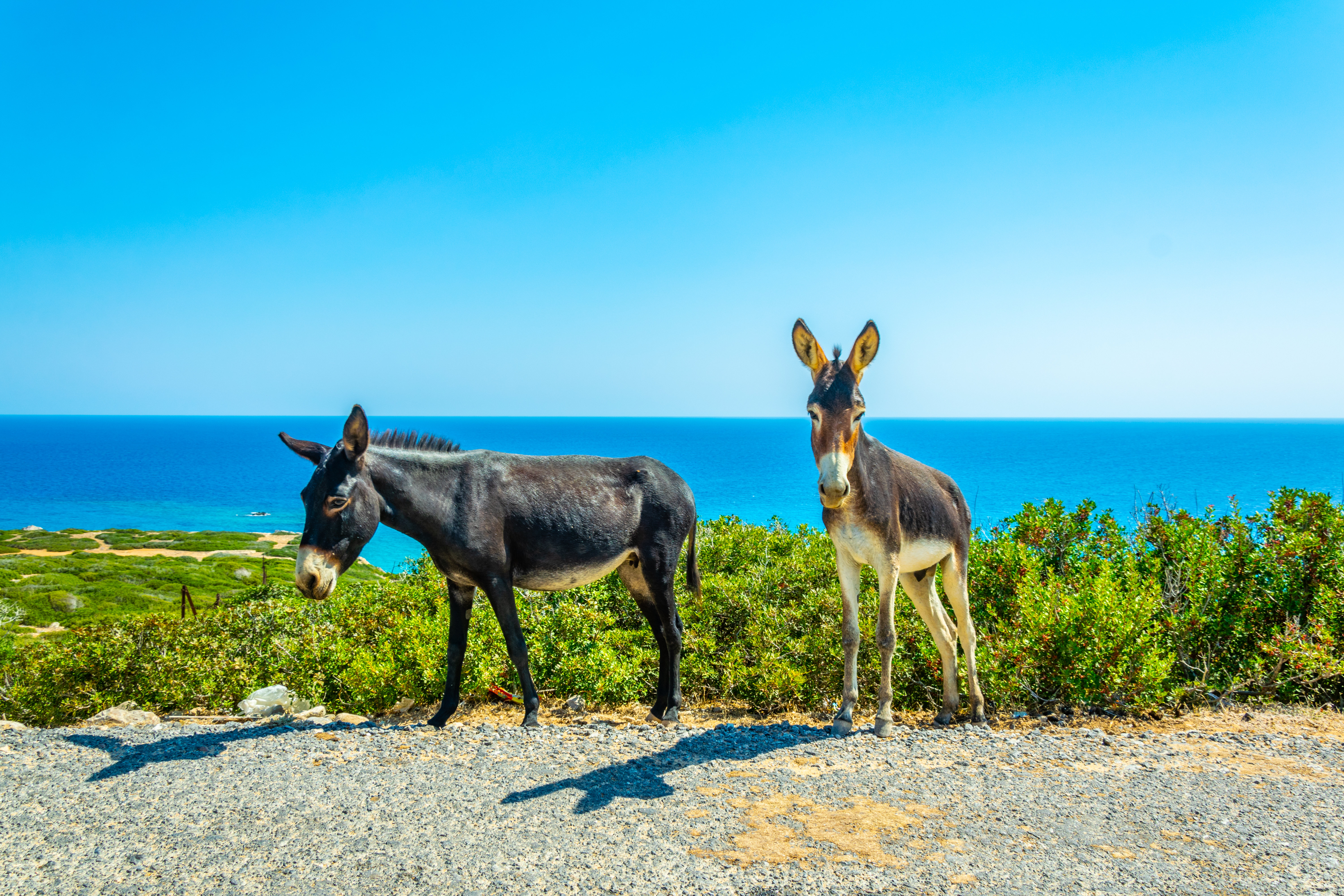 17 Stories Wild Donkeys | Wayfair.co.uk