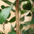Adcock Artificial Ficus Tree in Pot with Realistic Leaves and Natural Trunk-311849291