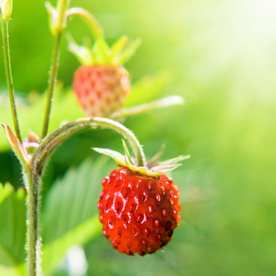 Wild Strawberry - Photographie sur toile tendue