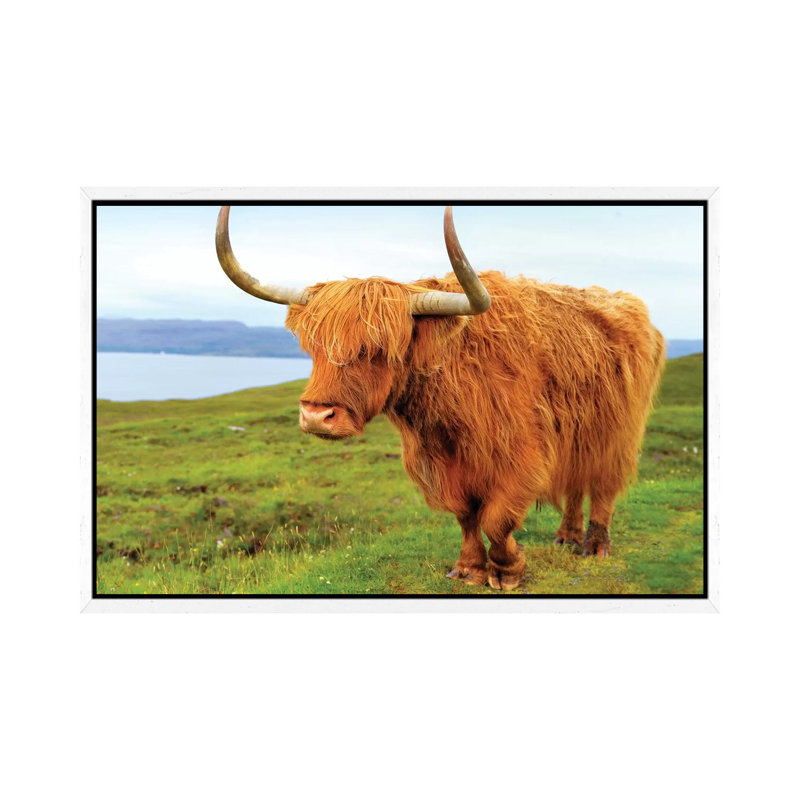 Highland Cow I by Susanne Kremer - Gallery-Wrapped Canvas Giclée on Canvas, 66.04 cm H x 45.72 cm W, White Framed