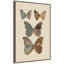 Exotischmetterlinge Pl 067 par Otto Staudinger par Nostalgia Prints, reproduction d'art sur toile encadrée