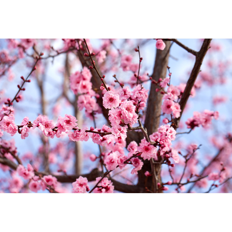 Enderlin Cherry Tree Blossom by Janaph - Wrapped Canvas Print, 51cm H x 76cm W x 3.8cm D