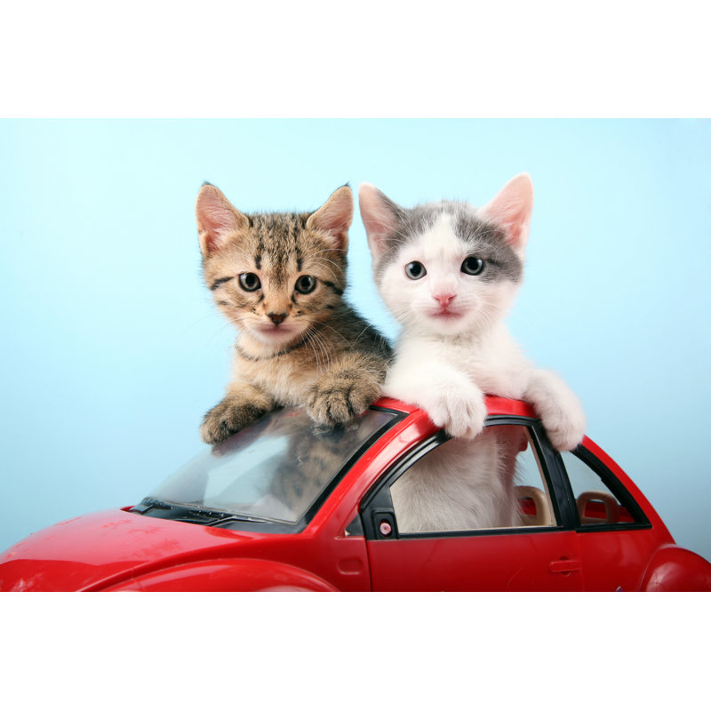 Kittens On Summer Vacations by Vasiliki - No Frame Print on Canvas, 81cm H x 122cm W