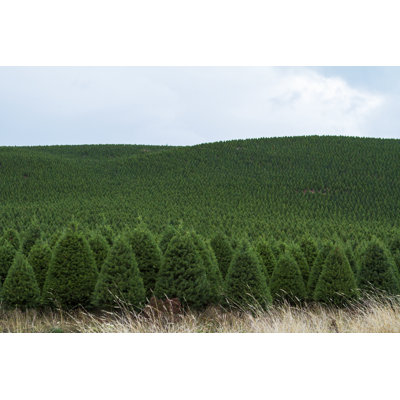Christmas Trees - Wrapped Canvas Print