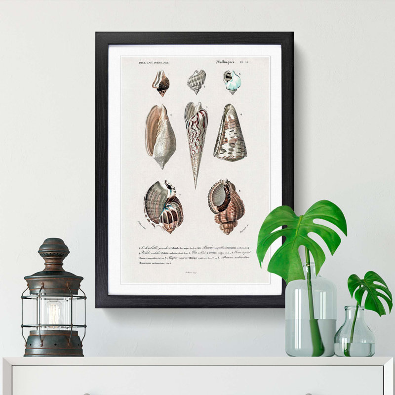 Mollusc Shell Illustrations PL. 25 by Charles D' Orbigny - Picture Frame Graphic Art Print, 48cm H x 36cm W x 2cm D
