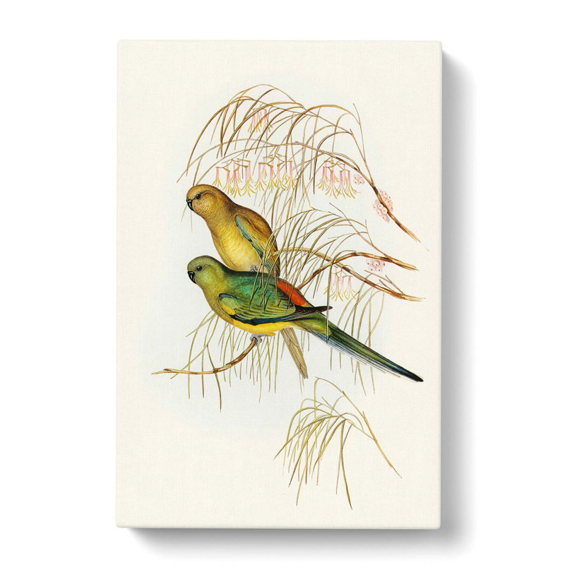 Parakeets by Elizabeth Gould - Wrapped Canvas, 76cm H x 50cm W x 3cm D