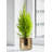 Indoor Cachepot