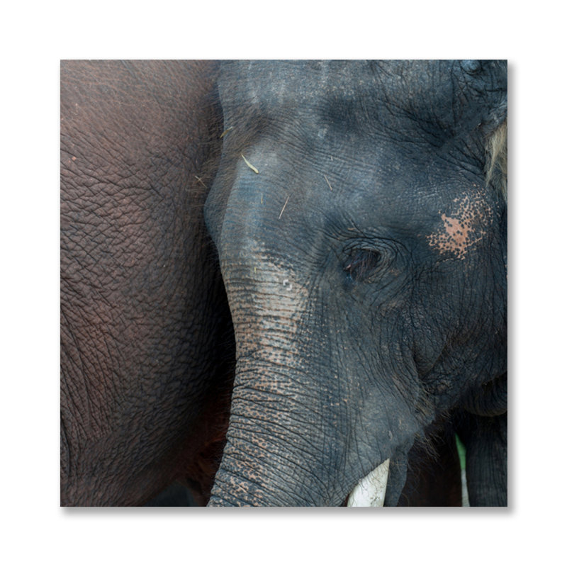 Nouvel espoir - photographie, H 24 po x l 24 po x P 1,5 po, Métal