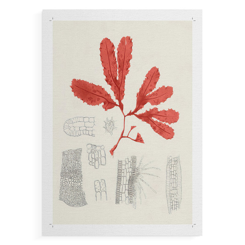 Étude de corail rétro II - impression sur toile seulement - non encadrée, H 36 po x l 24 po