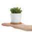 Ensemble de 3 plantes grasses artificielles en pot