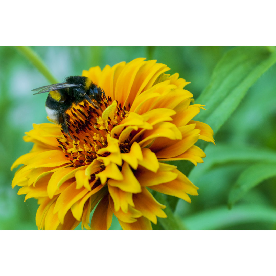 Hummel sammelt Pollen - Foto ohne Rahmen auf Leinwand