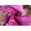 Coussin en velours miroitant magenta - 16 x 16 po | Soie de luxe faite à la main