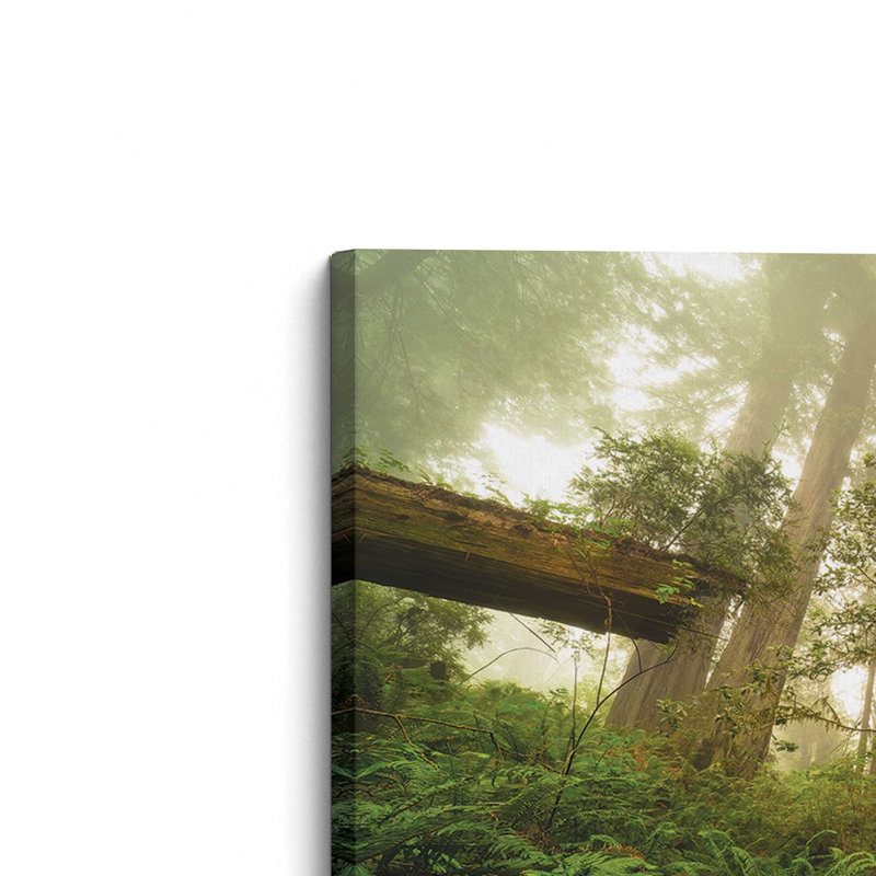 «Redwood Forest of Giants» par Martin Podt, reproduction d'art, Toile tendue, L 36 x H 24, Ne s’applique pas