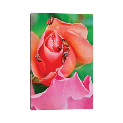 Ladybugs On A Rose IV by Susan Vizvary - Wrapped Canvas Print