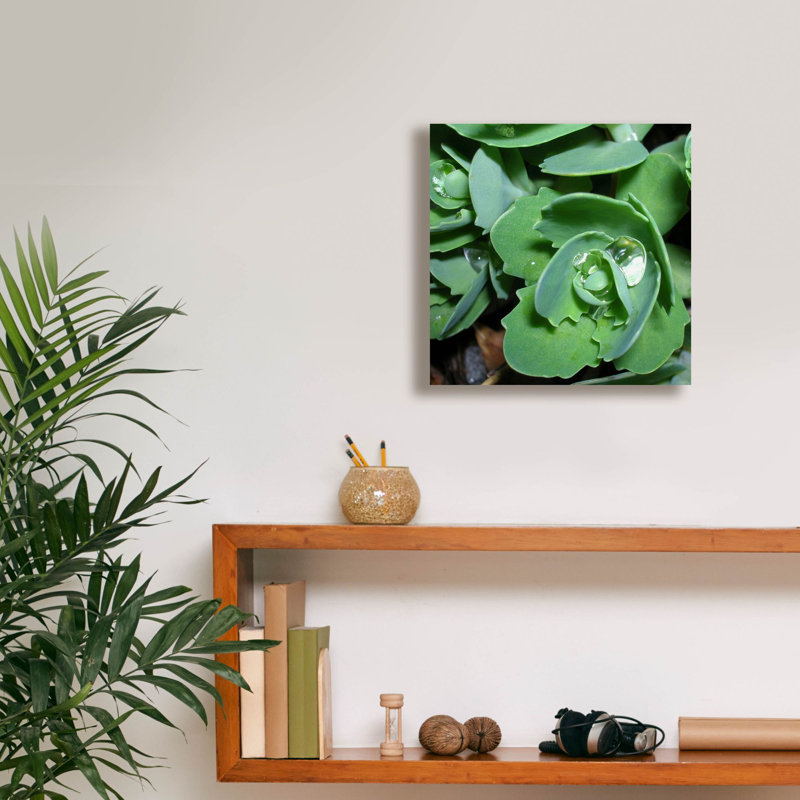 «Succulence 2» par Alicia Ludwig, art mural sur toile, H 12 po x l 12 po x P 0,75 po