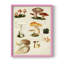 «Mushroom Species IV», reproduction encadrée - bois massif-887564835-887564847
