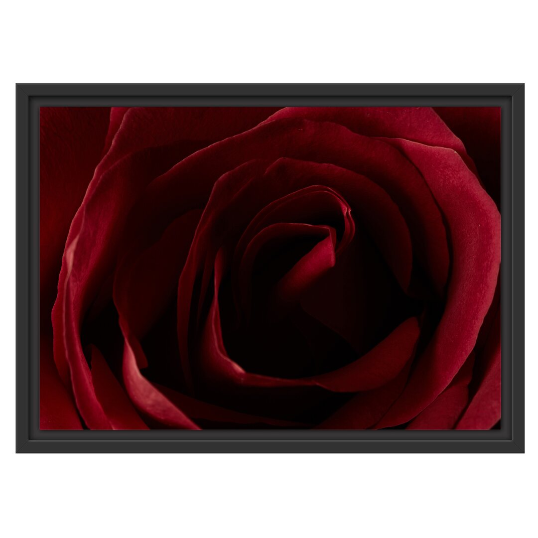 Gerahmtes Wandbild Rote Rose