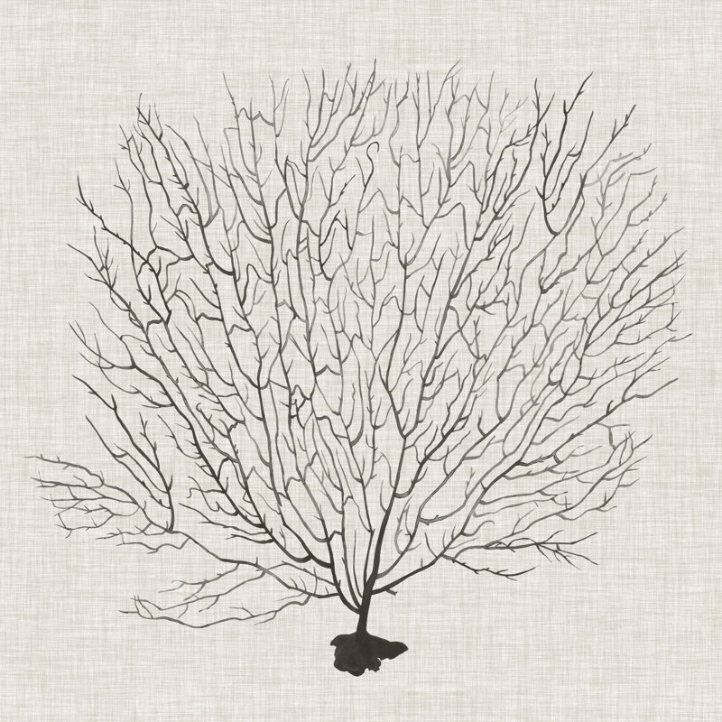 Shadow Sea Fan II by Grace Popp - Wrapped Canvas Print, 91cm H x 91cm W