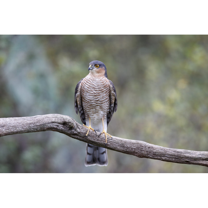 " Eurasian Sparrowhawk " by Mikelane45, 12" W x 8" H