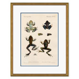 Frogs Giclee Print by Soicher Marin Archives