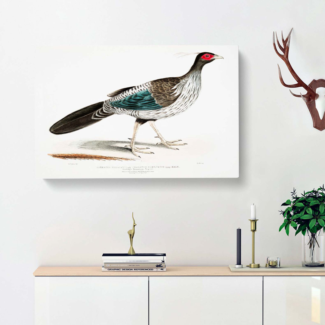 Lineated Pheasant by John Edward Gray - Wrapped Canvas