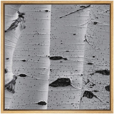 Bouleau blanc, forêt, écorce, nature, plante, photographie, rustique, gros plan, noir foncé et blanc, reproduction sur toile