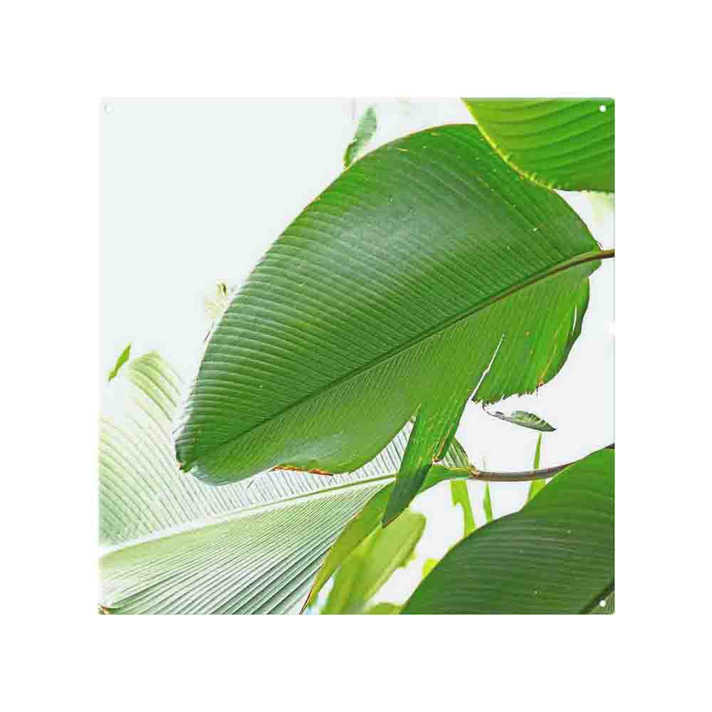 Leaf Splash Back