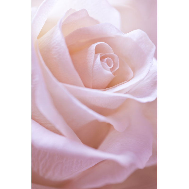 Pink Rose Picture - Wrapped Canvas Print, 30cm H x 20cm W