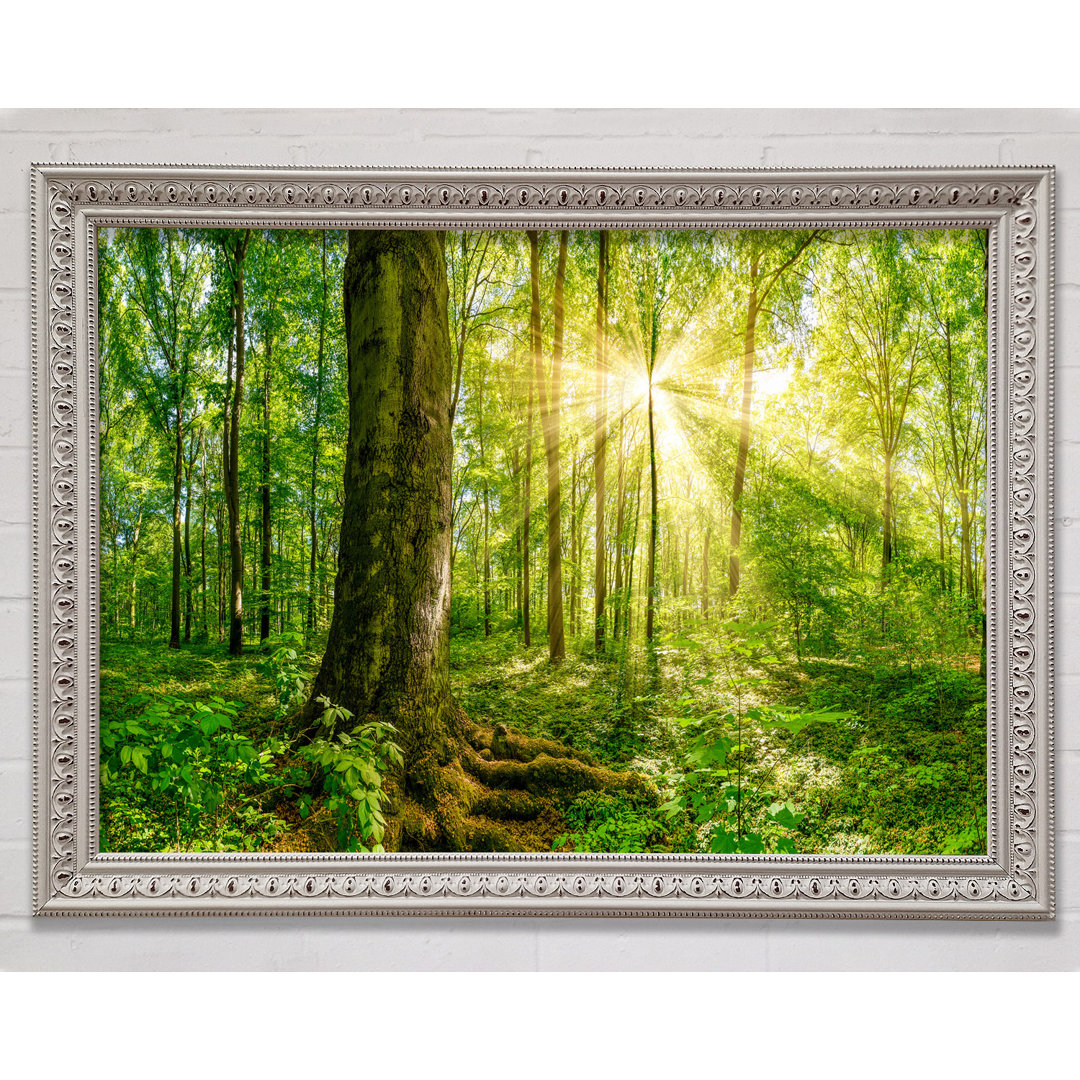 Bright Light Flare In The Forest - Einzelner Bilderrahmen Kunstdrucke