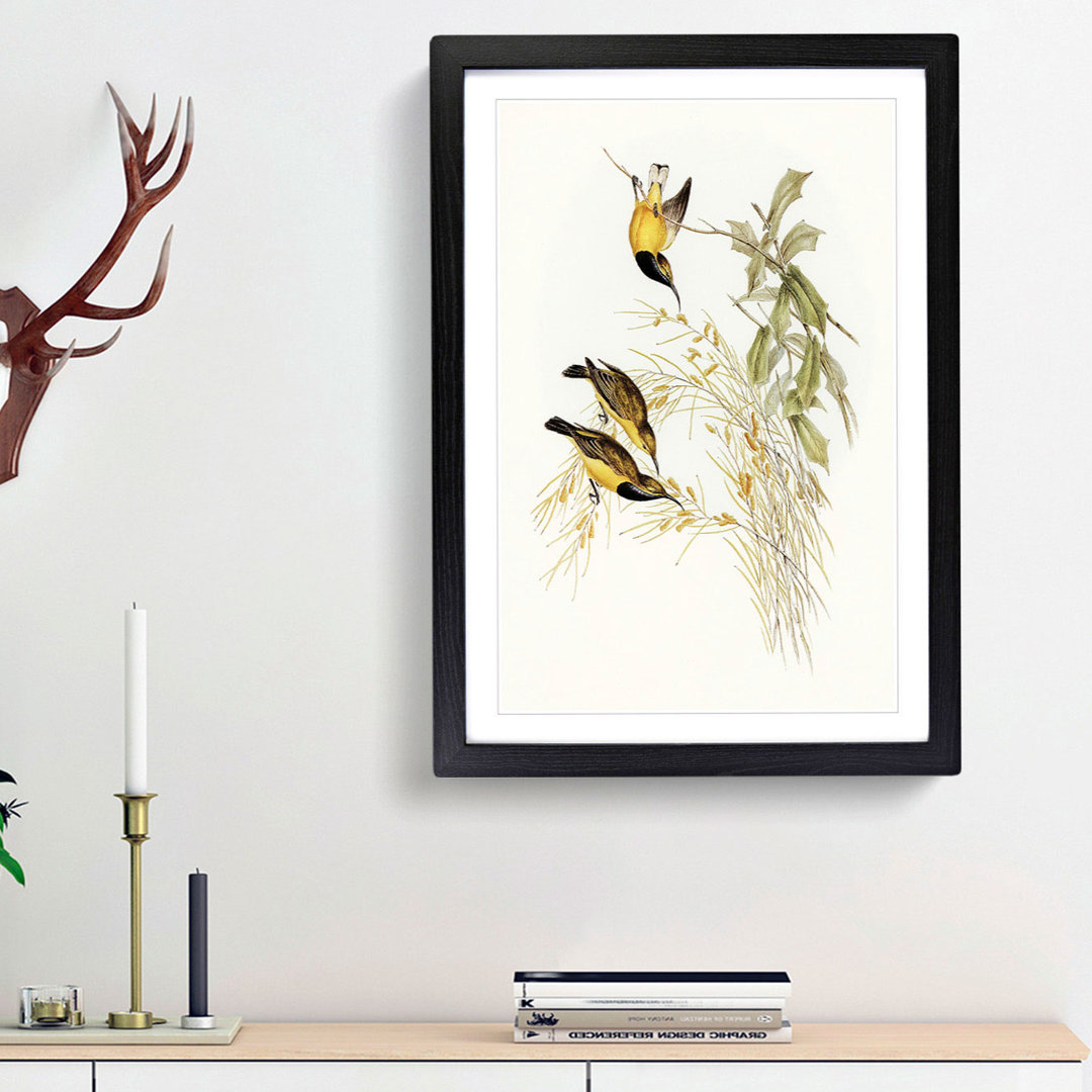 Australian Sunbirds by Elizabeth Gould - Framed Print