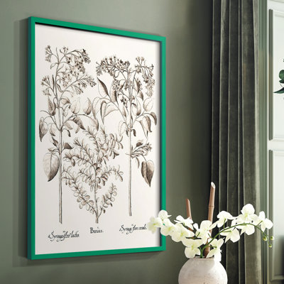 Sépia Besler Botanicals I, reproduction encadrée - bois massif