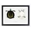 Javan Trionyx Turtle by John Edward Gray - Picture Frame Graphic Art Print-55610050-55610054