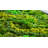 Handmade Traditional Landscape & Nature and Plants & Flowers Solid Wood Wall Decor-87461752