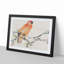 Parrot by Ren Yi - Framed Print-55578326-55578331