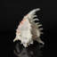 Genuine Ramose Murex Shell (2.5 Lbs)