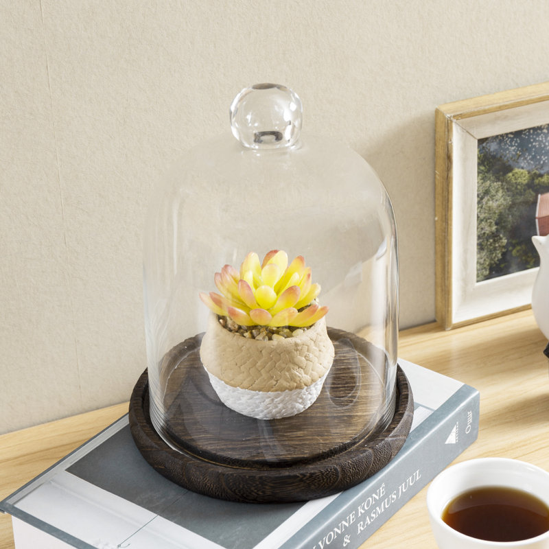 Vidu Display Clear Cloche with Wood Base