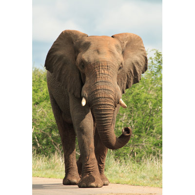 " African Elephant " by Vicza