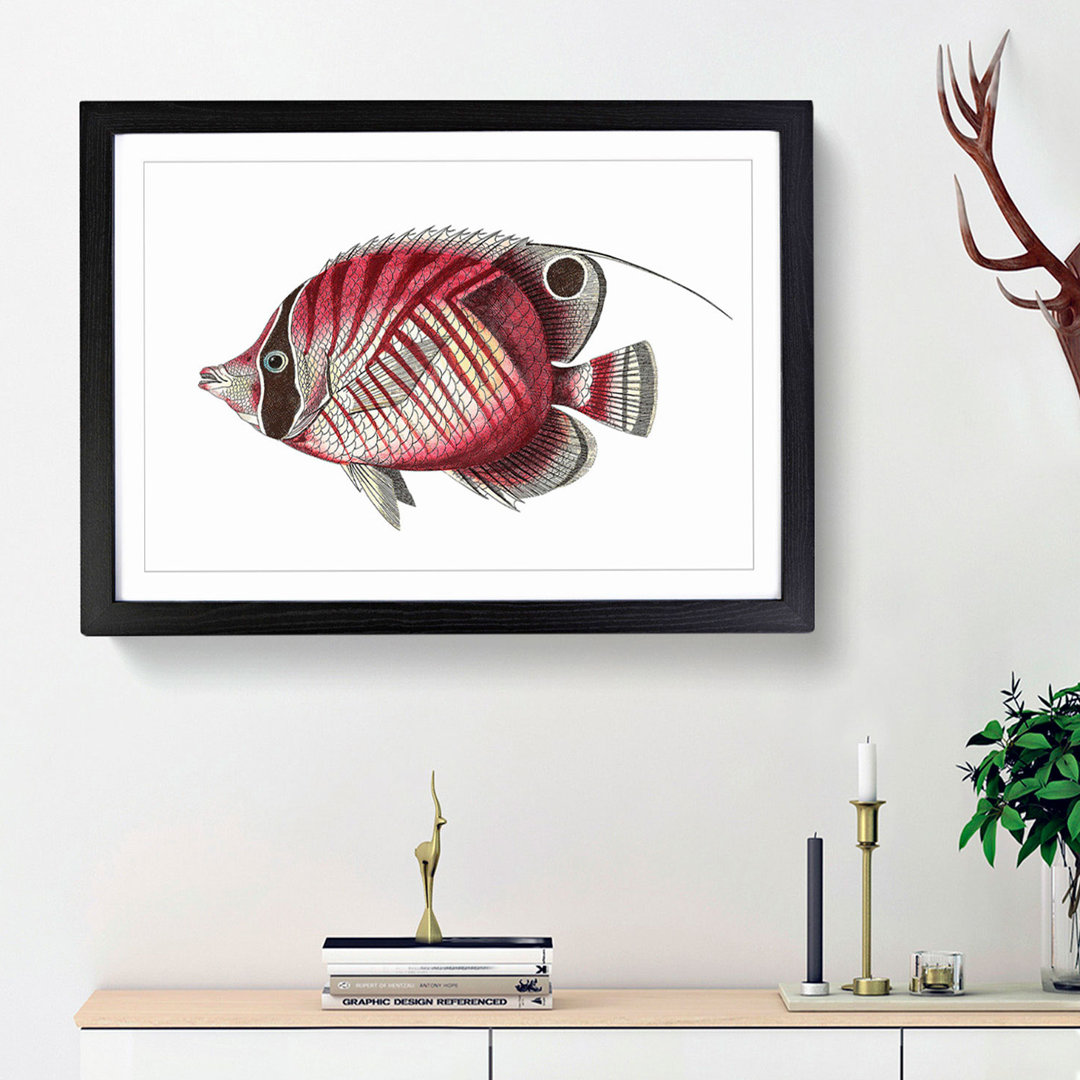 Butterflyfish by George Shaw - Framed Print
