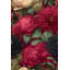 Double rouleau de papier peint à motif floral vert