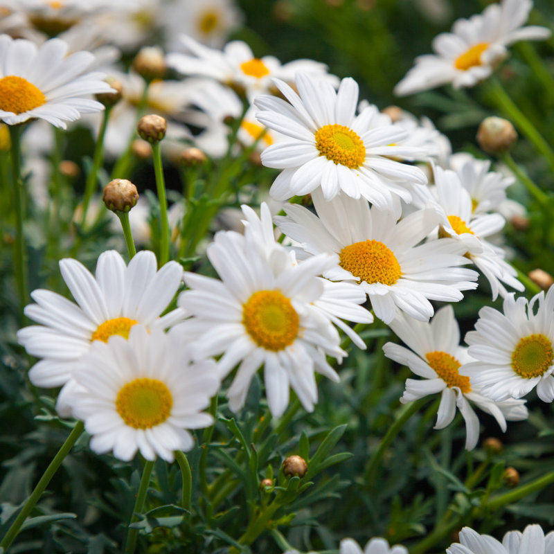 Dog Daisy Flowers by Triggerpics - Wrapped Canvas Print, 30cm H x 30cm W