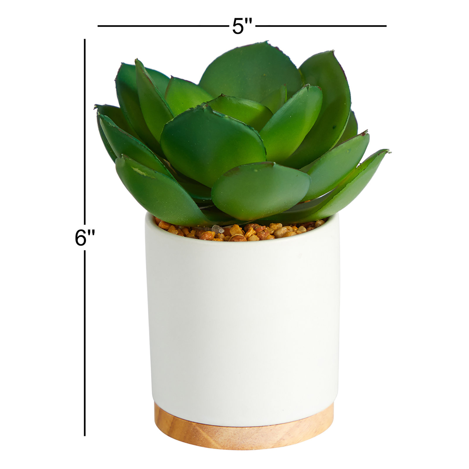 6'' Plant in Ceramic Planter