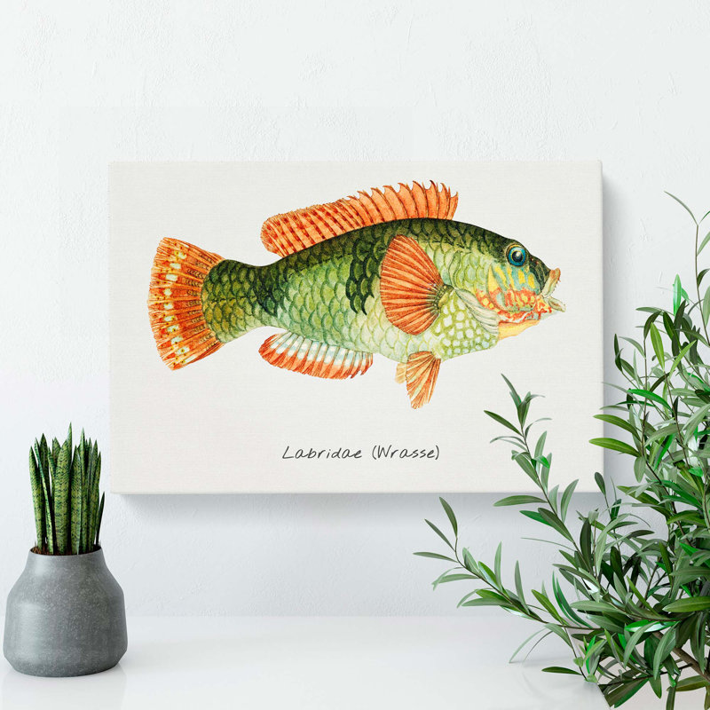 Illustration of a Wrasse Fish by F.E. Clarke - Wrapped Canvas, 40cm H x 60cm W x 3cm D