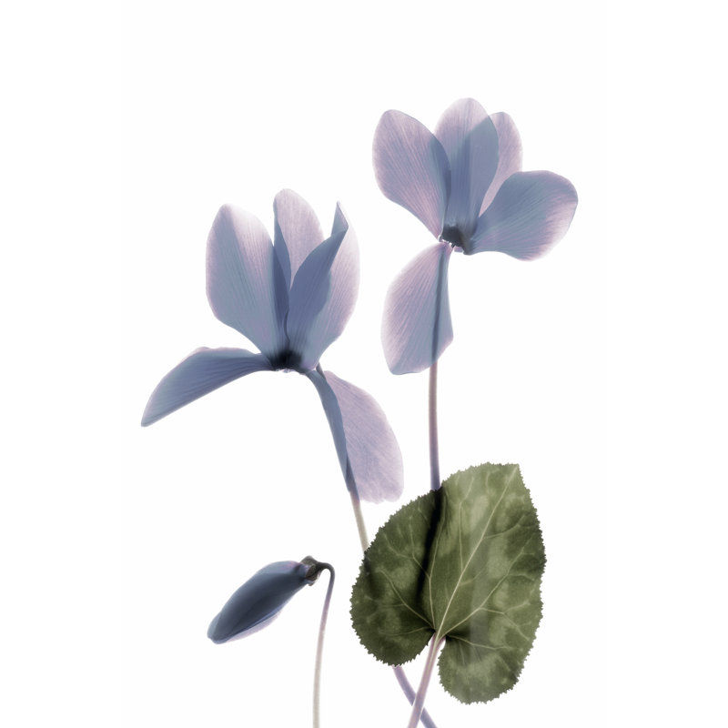 Xray Cyclamen - Wrapped Canvas Painting, 30cm H x 20cm W x 3.8cm D