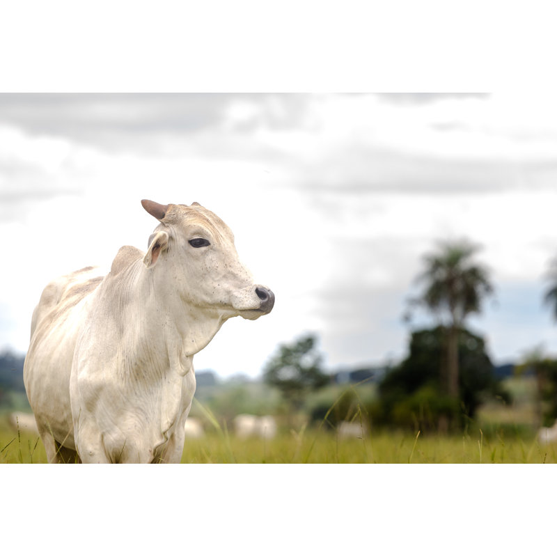 Livestock Of Brazil by RafaPress - Wrapped Canvas Print, 81cm H x 122cm W