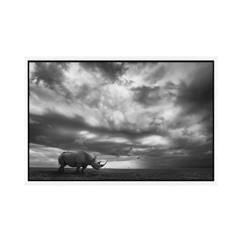 Rhino Land by Mario Moreno - Print on Canvas, 45.72cm H x 66.04cm W x 3.81cm D, White Floater Framed