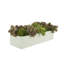 Succulents and Sedum Arranged in Fiberstone Planter