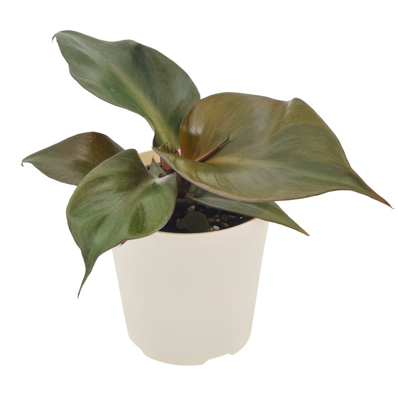 4" Philodendron Red Heart