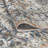 Pieternel Oriental Rug
