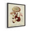 «Mushroom Variétés I», ensemble de 4 encadrées-434044224-434044227