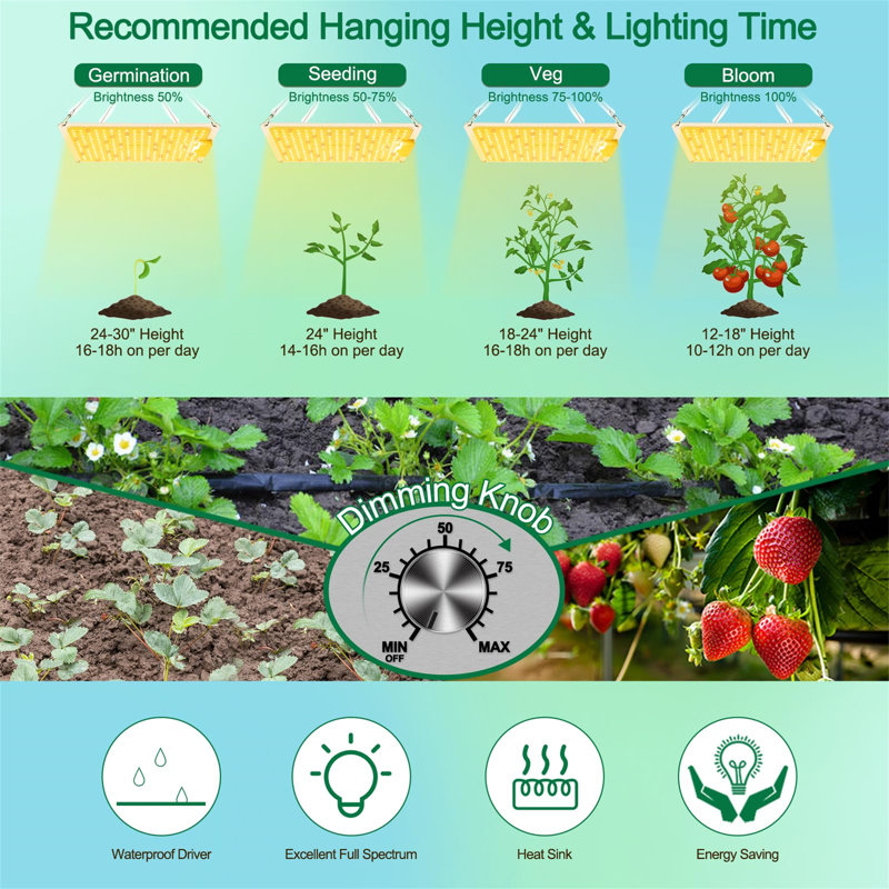 Naomi Grow Light